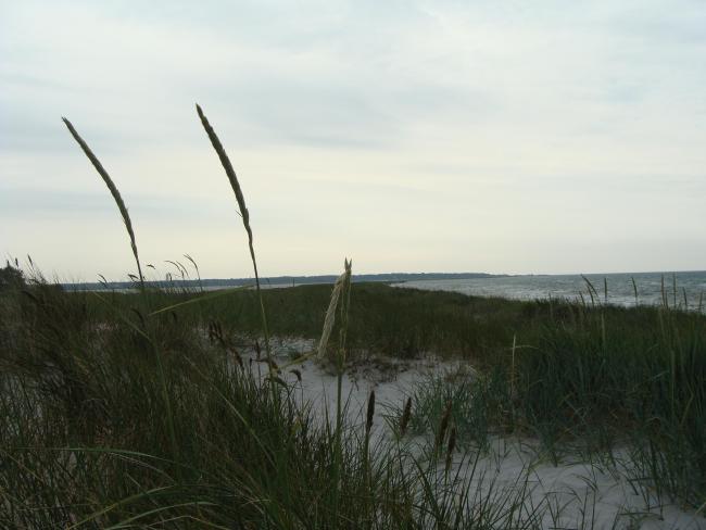 The dunes in Falsterbo