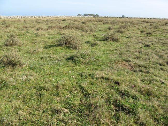 The southern sub site. Well grazed Dasiphora fruticosa