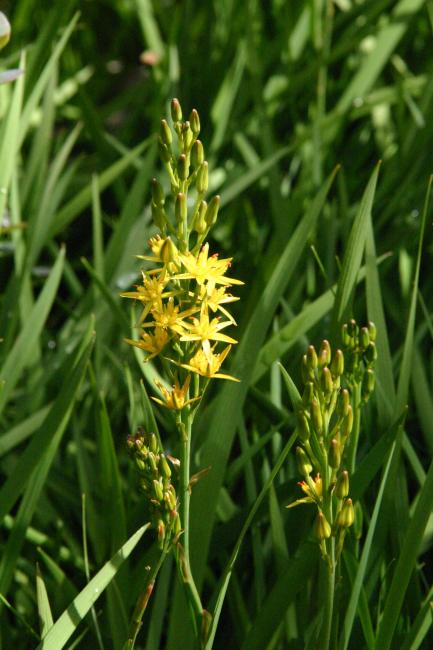 Narthecium ossifragum