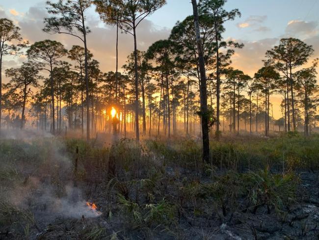 Prescribed Wildfire Burn