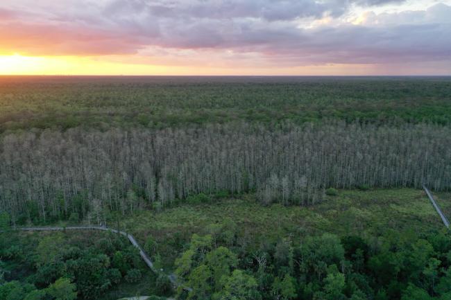 Drone Image of Corkscrew Swamp Sanctuary 