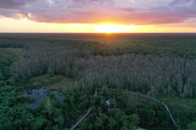 Drone Image of Corkscrew Swamp Sanctuary 
