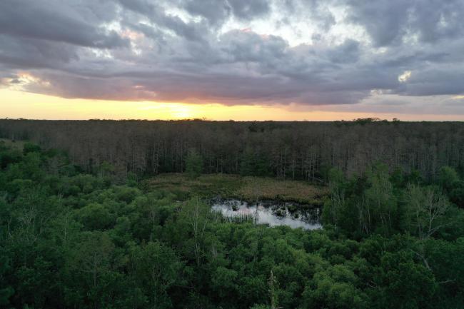 Drone Image of Corkscrew Swamp Sanctuary 