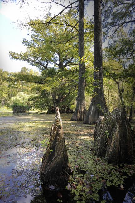 Swamp at Corkscrew Swamp Sanctuary 