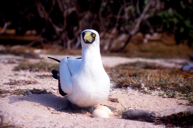 Masked booby with eggs in the Pulu Keeling National Park.  Photo by Robert Thorn (date unknown).