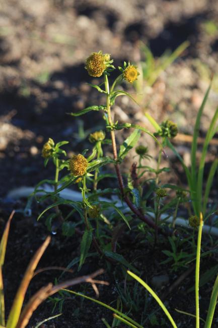 Bidens radiata