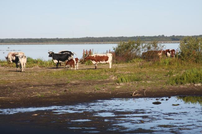 Grazing cattle