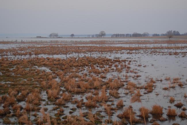 Wet meadows