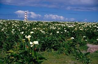 Arum Lilies 