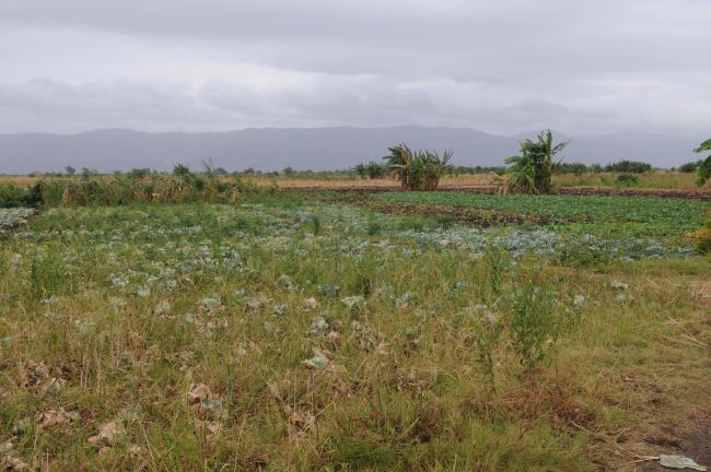 Agriculture land western marsh  