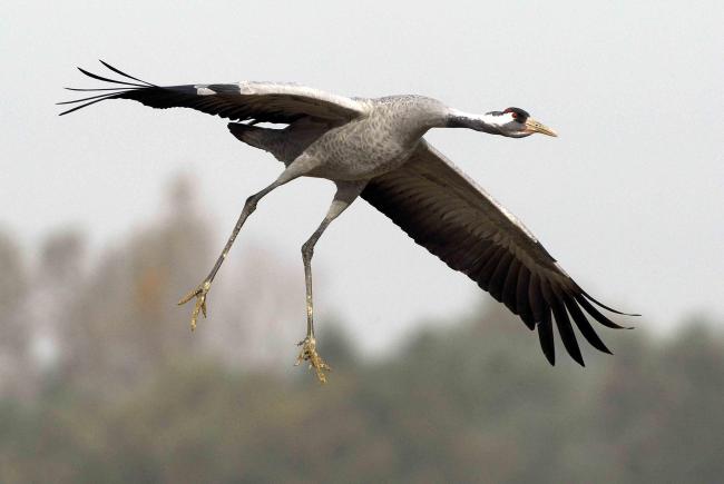 Richesse écologique du site : Grue cendrée (C. Thomasson)