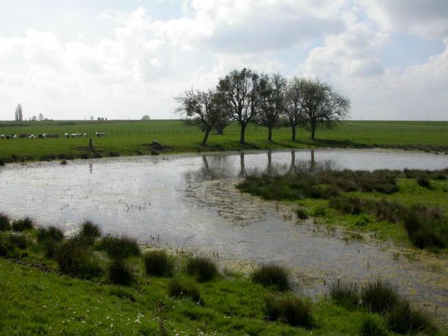 Types de milieux : mare et prairie (PNRFO)