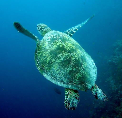 Green turtle - Chelonia mydas