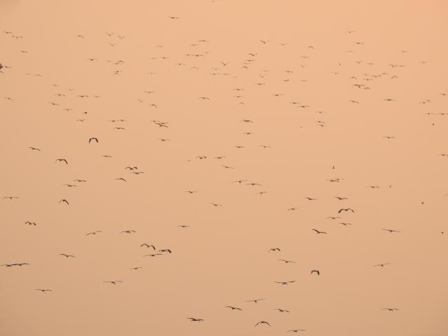 Asian Openbills arriving to roost at Ankasamudra