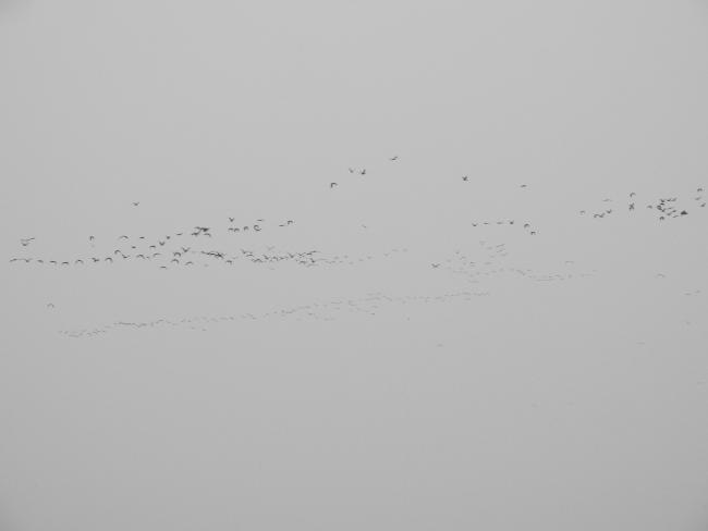 Large flocks of Glossy Ibis arriving to rosst at Ankasamudra