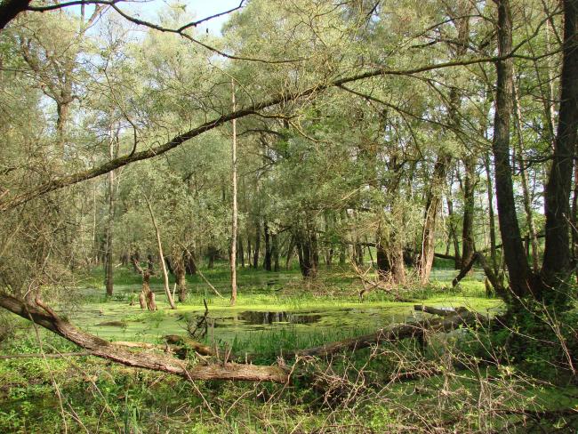 The waterlogged floodplain of the Buh River