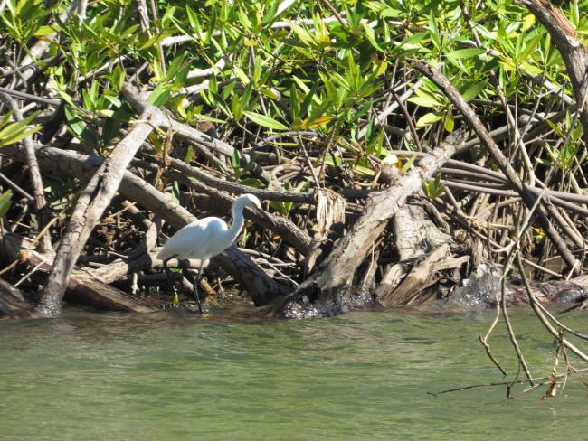 Egretta thula (Garza blanca de patas amarillas).