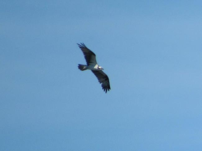 Pandion haliaetus (Águila Pescadora), migratoria.