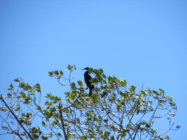 Phalacrocorax brasilianus (Pato Chancho) especie potencialmente oportunista en la zona.