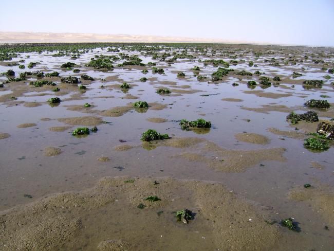 Musselbeds on the mudflats, looking east.
