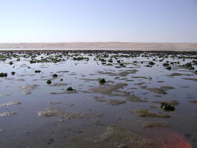 Musselbeds on the mudflats, looking east.