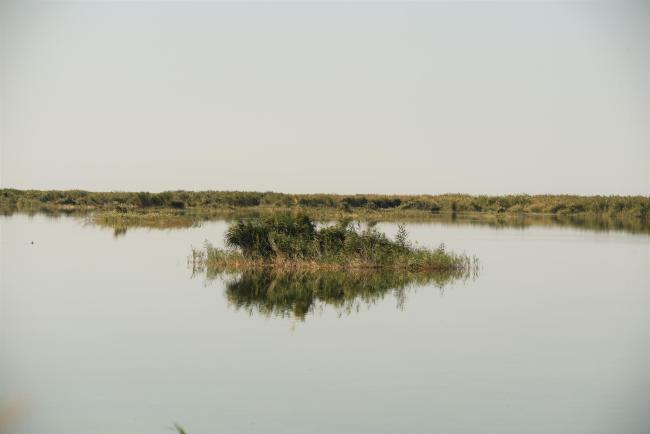 reed beds on the lake Julturbas