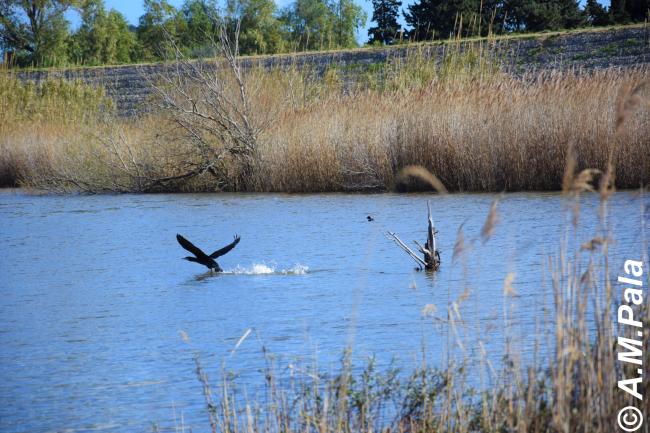 Cormorano si alza in volo (Torpè)