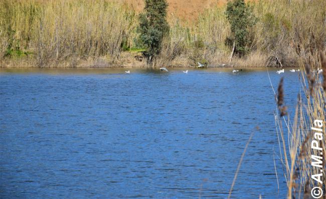Canneto e avifauna a Torpè