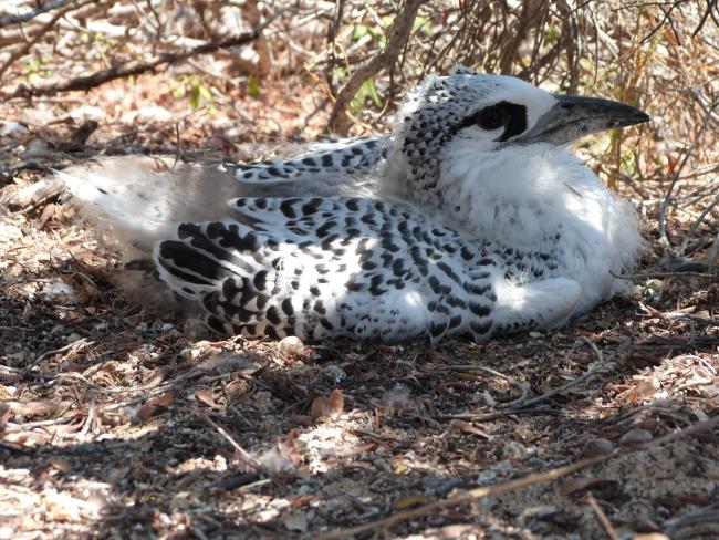 Phaethon rubricauda