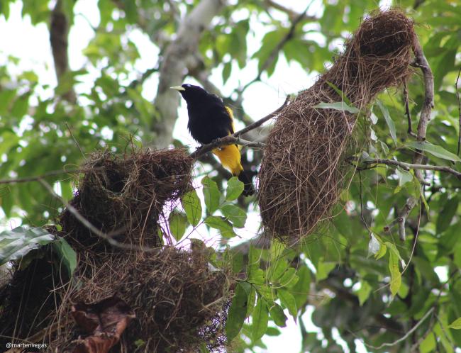 Oropendola en tambococha, Parque Nacional Yasuní