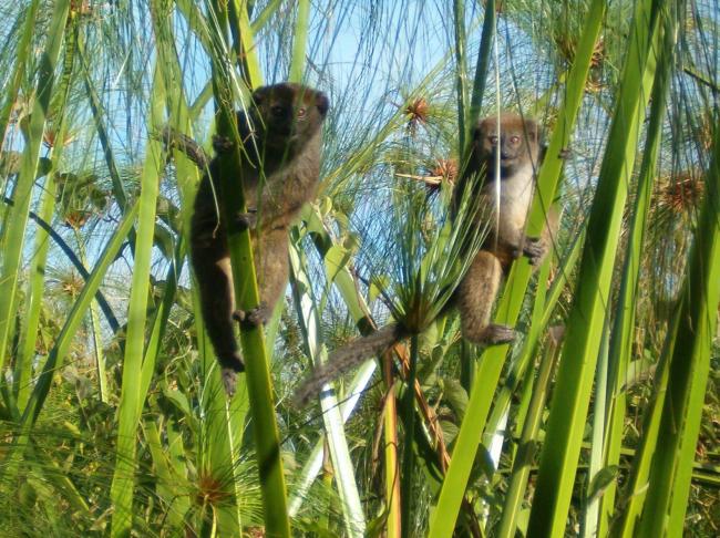 Hapalemur alaotrensis (bandro) en pleine activités