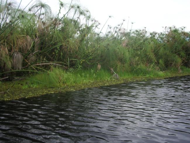 marais avec Cyperus madagascariensis: habitat type de Hapalemur alaotrensis (bandro) 