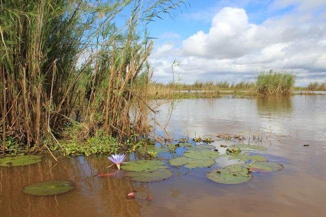 Lac Alaotra avec ces végétations caractéristiques