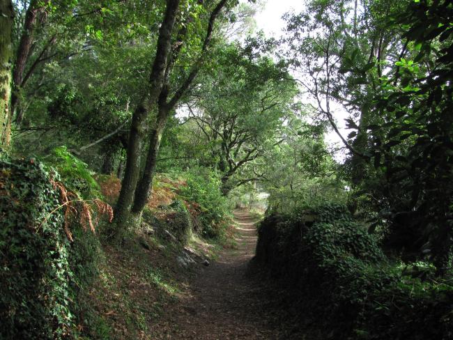 Isla de Cortegada. Bosque