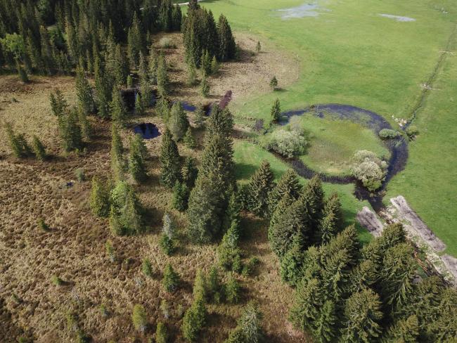 Tourbières du Moutat, Haut-marais et tremblants - Mouthe