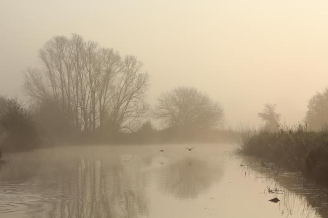 vol de cygnes au dessus d'une rivière