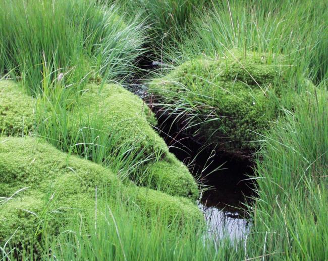 Ruisseau Fagnard
