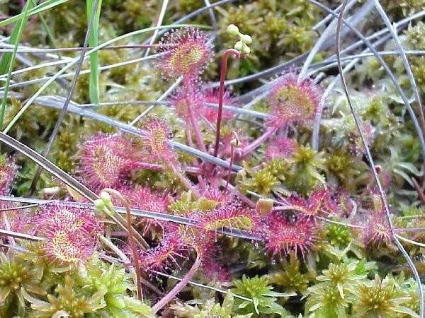 Rossolis à feuilles rondes, Drosera rotundifolia