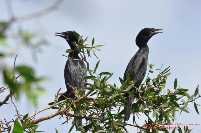 Phalacrocrorax niger
