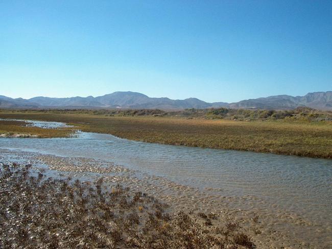 Estero Guadalupe