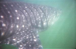Tiburón ballena (Rhincodon typus)