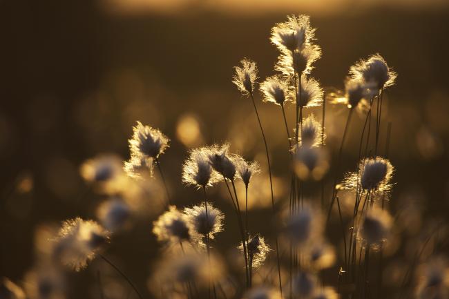 Eriophorum