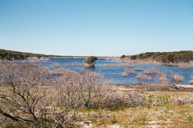 Lake Gore, with vegetation