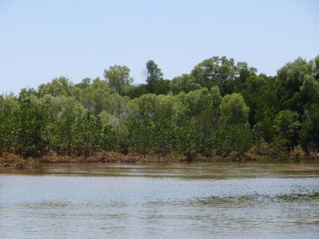 `Succession de mangroves