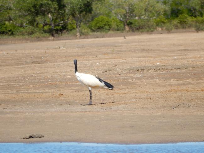Threskiornis bernieri