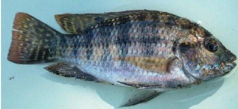 Tilapia rendalli