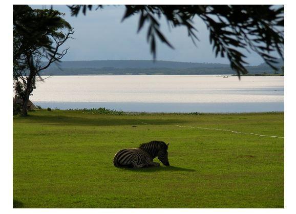  Zebra near Darwendale Dam (Manyame)