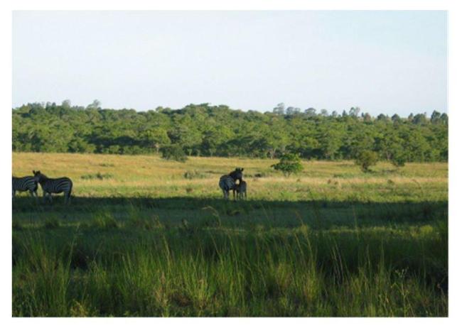 Zebras in Cleveland Dam