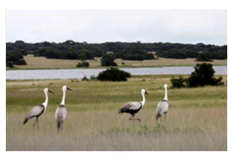 Globally threatened wattled cranes in Driefontein grasslands