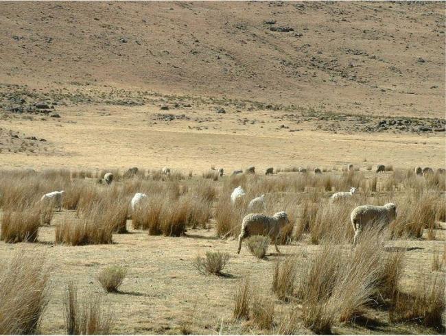 Lets'eng-la-Letsie: sheep & 
white mohair goats